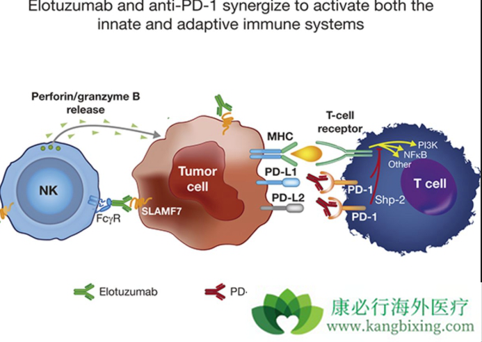 pd-1/pd-l1免疫检查点抑制剂,抗pd类的药物为肿瘤免疫治疗开辟了全新