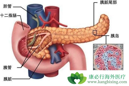 胰腺癌症状在晚期需要患者关注哪些方面