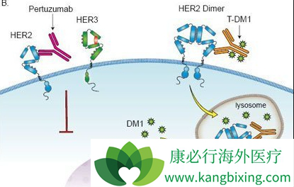 T-DM1