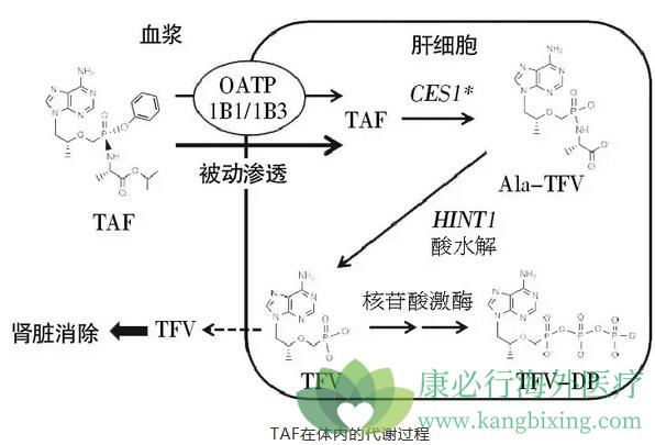 TAF